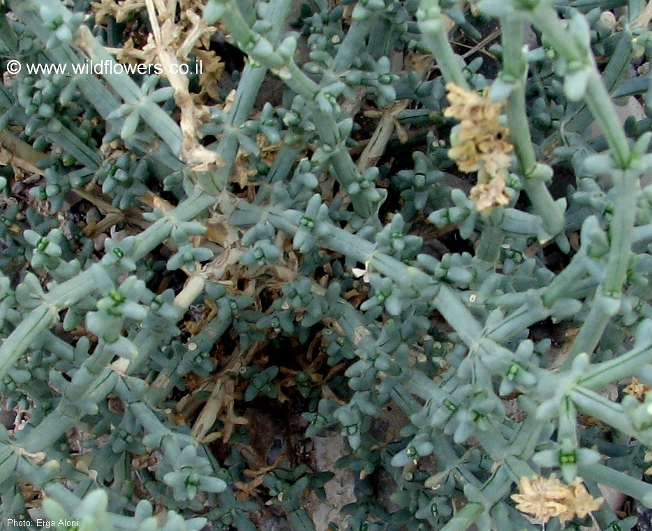 Anabasis setifera